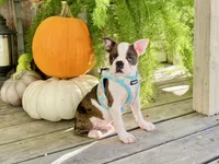 Stitch, a male Boston Terrier for sale in Linneus, MO – Photo 1 of 4