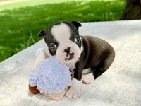 Dolly Pawton , a female Boston Terrier for sale in Linneus, MO – Photo 5 of 8
