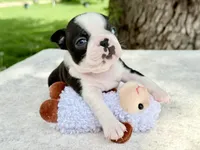 Dolly Pawton , a female Boston Terrier for sale in Linneus, MO – Photo 2 of 8