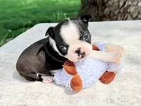 Dolly Pawton , a female Boston Terrier for sale in Linneus, MO – Photo 3 of 8