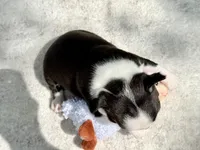 Dolly Pawton , a female Boston Terrier for sale in Linneus, MO – Photo 6 of 8