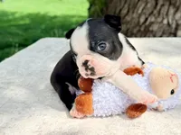 Dolly Pawton , a female Boston Terrier for sale in Linneus, MO – Photo 4 of 8