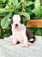 Mini Sundae, a female Boston Terrier for sale in Linneus, MO – 3 of 7