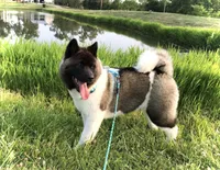 Roxi, a female Akita for sale in Linneus, MO – Photo 6 of 10
