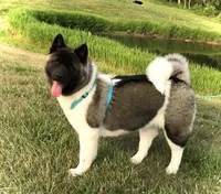Roxi, a female Akita for sale in Linneus, MO – Photo 5 of 10