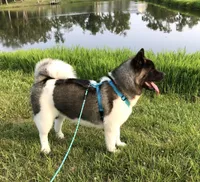 Roxi, a female Akita for sale in Linneus, MO – Photo 10 of 10