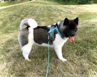 Roxi, a female Akita for sale in Linneus, MO – Photo 8 of 10