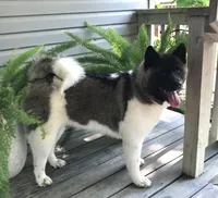 Roxi, a female Akita for sale in Linneus, MO – Photo 4 of 10