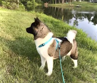 Roxi, a female Akita for sale in Linneus, MO – Photo 1 of 10