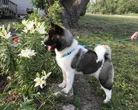 Roxi, a female Akita for sale in Linneus, MO – Photo 3 of 10