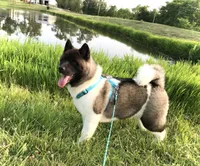 Roxi, a female Akita for sale in Linneus, MO – Photo 7 of 10