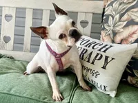 Willow , a female Boston Terrier for sale in Linneus, MO – 1 of 3