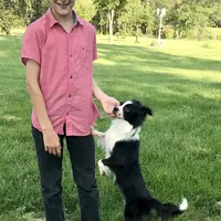 Georgie, a male Chihuahua for sale in Linneus, MO – Photo 4 of 10