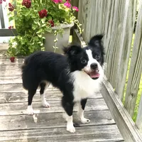 Georgie, a male Chihuahua for sale in Linneus, MO – Photo 8 of 10