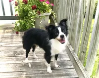 Georgie, a male Chihuahua for sale in Linneus, MO – Photo 8 of 10