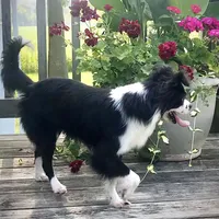 Georgie, a male Chihuahua for sale in Linneus, MO – Photo 3 of 10