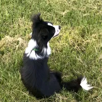 Georgie, a male Chihuahua for sale in Linneus, MO – Photo 9 of 10