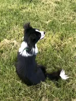 Georgie, a male Chihuahua for sale in Linneus, MO – Photo 9 of 10