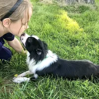 Georgie, a male Chihuahua for sale in Linneus, MO – Photo 7 of 10