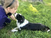 Georgie, a male Chihuahua for sale in Linneus, MO – Photo 7 of 10