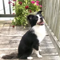 Georgie, a male Chihuahua for sale in Linneus, MO – Photo 2 of 10