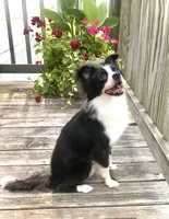 Georgie, a male Chihuahua for sale in Linneus, MO – Photo 2 of 10