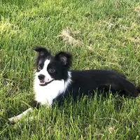 Georgie, a male Chihuahua for sale in Linneus, MO – Photo 10 of 10