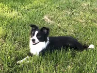 Georgie, a male Chihuahua for sale in Linneus, MO – Photo 10 of 10