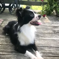 Georgie, a male Chihuahua for sale in Linneus, MO – Photo 5 of 10