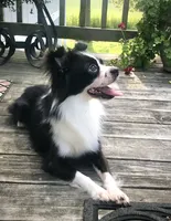 Georgie, a male Chihuahua for sale in Linneus, MO – Photo 5 of 10