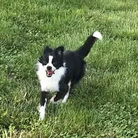 Georgie, a male Chihuahua for sale in Linneus, MO – Photo 6 of 10