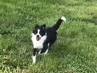 Georgie, a male Chihuahua for sale in Linneus, MO – Photo 6 of 10