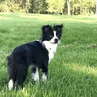 Georgie, a male Chihuahua for sale in Linneus, MO – Photo 1 of 10