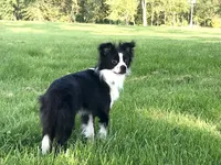 Georgie, a male Chihuahua for sale in Linneus, MO – Photo 1 of 10