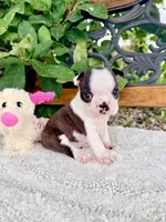Mini Sundae, a female Boston Terrier for sale in Linneus, MO – 7 of 7
