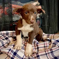 Cherie, a female Border Collie and Labrador Retriever for sale in Linneus, MO – Photo 3 of 4