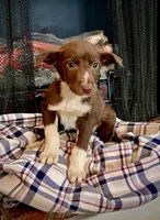 Cherie, a female Border Collie and Labrador Retriever for sale in Linneus, MO – Photo 3 of 4