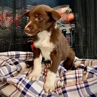 Cherie, a female Border Collie and Labrador Retriever for sale in Linneus, MO – Photo 2 of 4