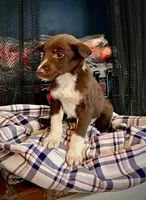 Cherie, a female Border Collie and Labrador Retriever for sale in Linneus, MO – Photo 2 of 4