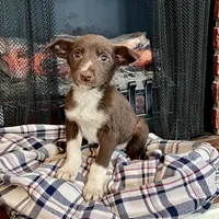 Cherie, a female Border Collie and Labrador Retriever for sale in Linneus, MO – Photo 4 of 4