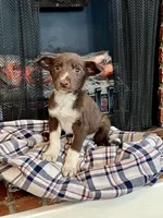 Cherie, a female Border Collie and Labrador Retriever for sale in Linneus, MO – Photo 4 of 4