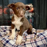 Cherie, a female Border Collie and Labrador Retriever for sale in Linneus, MO – Photo 1 of 4