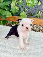Tiny Parfait , a female Boston Terrier for sale in Linneus, MO – 3 of 6