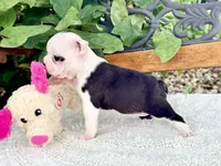 Tiny Parfait , a female Boston Terrier for sale in Linneus, MO – 4 of 6
