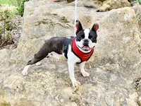 Ozzie Pawsborne, a male Boston Terrier for sale in Linneus, MO – Photo 4 of 4