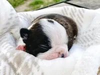 Ozzie Pawsborne, a male Boston Terrier for sale in Linneus, MO – Photo 3 of 4