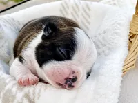 Ozzie Pawsborne, a male Boston Terrier for sale in Linneus, MO – Photo 2 of 4