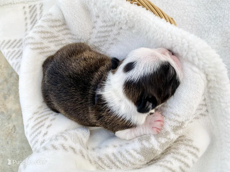 Ozzie Pawsborne – Boston Terrier puppy for sale in Linneus, MO