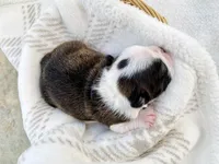 Ozzie Pawsborne, a male Boston Terrier for sale in Linneus, MO – Photo 1 of 4