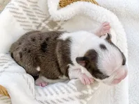 Boujee, a male Boston Terrier for sale in Linneus, MO – Photo 3 of 4